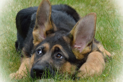 Senna-6-week