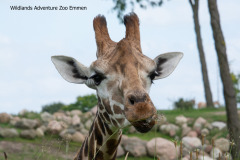 Wildlands-Emmen-Giraffe