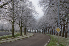 Rijp-aan-de-bomen